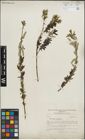 Foto von Salix purpurea L.